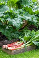 Freshly picked rhubarb in a wooden trug next to plant