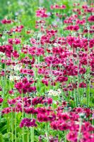 Primulas in the wet meadows at RHS Harlow Carr