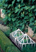 Basil under cloches in potager