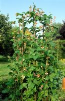 Phaseolus coccineus 'Painted Lady' - Runner beans growing up decorative metal support at Woodpeckers, Warwickshire