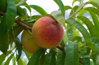 Prunus persicus - Peaches