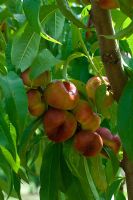 Prunus persicus - Peaches
