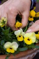 Dead-heading Violas