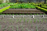 Spring vegetable/cutting beds in walled kitchen garden with onions and garlic in foreground