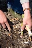 Woman cutting asparagus with knife in May