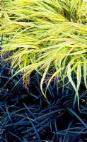 Hakonechloa macra 'Aureola' and Ophiopogon planiscapus 'Nigrescens'