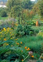 Potager with chives, chard, marigolds and apple arch