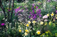 Wild cottage garden planting with border sweet rocket, Aquilegia and Anthriscus 'Ravenswing' - Garden - The QVC Garden, Design - Patrick Clarke and Sarah Price, Sponsor QVC