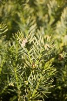 Cephalotaxus harringtonia 'Gnome' - Cow's tail Pine