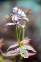 Polemonium 'Stairway to Heaven'