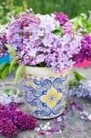 Syringa - Lilac in Moroccan pot