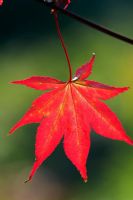 Acer palmataum 'Osakazuki' in Autumn