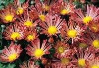 Chrysanthemum vivaldi