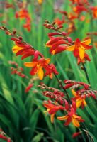 Crocosmia 'Jackanapes'