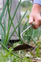 Using an onion hoe to remove weeds from onion bed