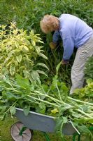 Symphytum officinale - Gathering Comfrey for composting