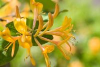 Lonicera x tellmaniana