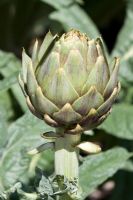 Cyanara scolymus - Globe Artichoke