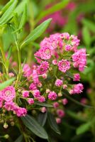 Kalmia angustifolia f. rubra