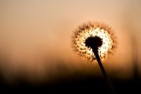 Taraxacum officinale - Dandelion silhouette against a setting sun