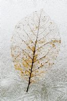 Frozen Magnolia leaf pattern