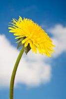 Dandelion against blue sky and clouds