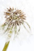 Dandelion clock 