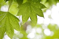 Ricinus communis - Caster Oil Tree 