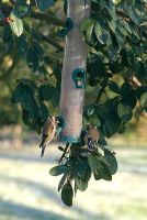 Goldfinch taking seeds from a garden feeder hanging in a Cotoneaser shrub
