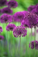 Allium 'Purple Sensation' at RHS Garden Wisley