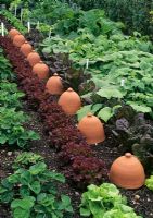 Kitchen garden - Row of chicory forcing pots