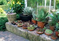 Sempervivums and cacti in containers