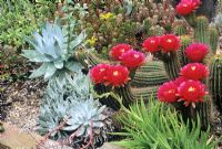 Echinocereus 'Gloria Dudleya' - Cacti and Sedum in raised bed 