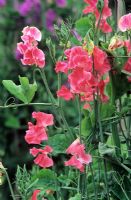 Lathyrus 'Temptation'