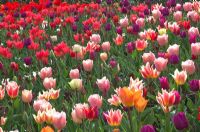 Mixed Tulipa