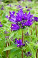 Campanula glomerata 'Superba' 