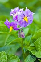 Solanum tuberosum 'Kestrel' - Flowering Potato plant