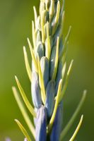 Camassia leichtlinii - Quamash