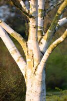 Betula utilis 'Doorenbos' - Himalayan Birch