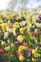 Tulipa 'Rajka', Narcissus 'Step Forward' and Tulipa 'White Triumphator'