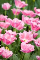 Tulipa 'Fancy Frills'