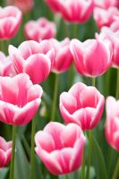 Tulipa triumf 'Inspiration'