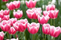 Tulipa triumf 'Inspiration'