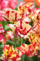 Tulipa 'Flaming Parrot'