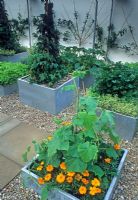 Fruit, herbs and vegetables in metalic containers in The Chef's Roof Garden at RHS Chelsea 1999