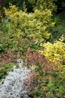 Golden variegated Euonymus and apricot Geum at Dewstow Hidden Gardens and Grottos