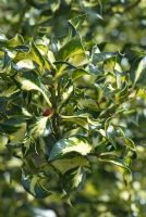 Ilex aquifolium 'Silver Milkmaid'