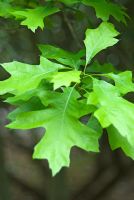 Quercus palustris 'Compacta'