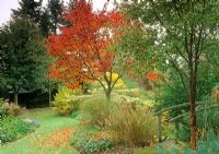 Autumnal border of Prunus, Acer, Euphorbia, Cornus alternifolia 'Argentea' and Grass -  Glen Chantry, Essex