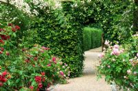 Gravel path leading to opening in beech hedge and edged by borders of shrub roses arch - Mannington Hall, Near Norwich, Norfolk